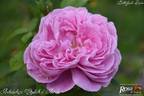 Archiduchesse Elizabeth d'Autriche rose photo