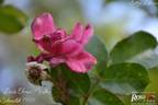 Benita Ferraro Wallner rose photo
