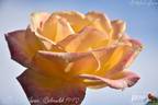 Dr. Omar Zawani rose photo