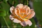 Dr. Omar Zawani rose photo