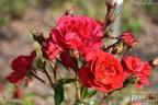 Heidefeuer rose photo