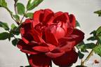 Jugendliebe rose photo