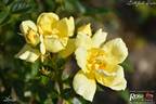 Loredo rose photo