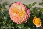 Rose der Hoffnung rose photo