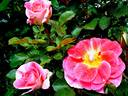 Allée Abricot ® rose photo