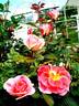 Allée Abricot ® rose photo