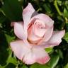 April In Paris ™ rose photo