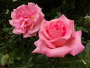 Rosy Mantle rose photo