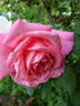 Rosy Mantle rose photo