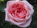 Rosy Mantle rose photo