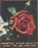 Poinsettia rose photo