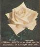 Eternal Youth rose photo