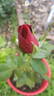 Big Ben rose photo