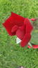 Big Ben rose photo