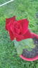 Big Ben rose photo