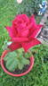 Big Ben rose photo