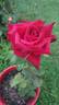 Big Ben rose photo