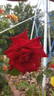 Big Ben rose photo