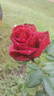 Big Ben rose photo