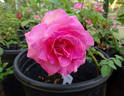 High Esteem rose photo