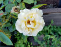 Highfield ® rose photo