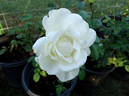 Home and Family ™ rose photo