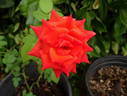 Impulse rose photo