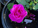 Incense Indigo ™ rose photo