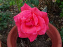 Kathleen O'Rourke rose photo