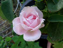 Kindness rose photo
