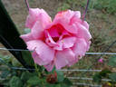 Kolkhoznitsa rose photo