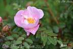 Mon Amie Claire rose photo