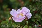 Mon Amie Claire rose photo