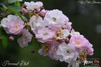 Perennial Blush rose photo