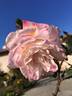 Grace N’ Grit ™ Pink Bicolor rose photo