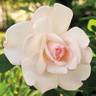 Clouds of Glory rose photo
