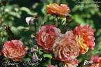 Papageno ® rose photo