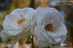 Petticoat ® rose photo