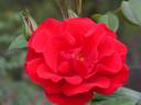 Alex Abrahams rose photo