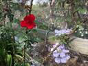 Alex Abrahams rose photo