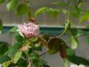 Geraldine Jesse rose photo