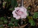 Geraldine Jesse rose photo