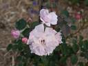 Geraldine Jesse rose photo