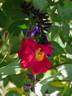 Wes Abrahams rose photo