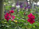 Wes Abrahams rose photo