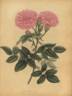 Blush Belgic rose photo