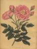 <i>Rosa gallica flore marmoreo</i> rose photo