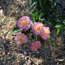 Wilga rose photo