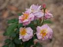 Wilga rose photo