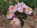Wilga rose photo